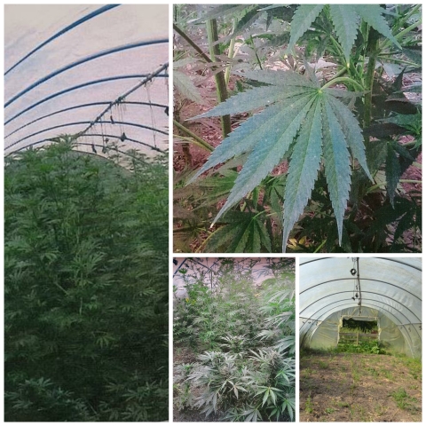 Gewächshaus (Pressefotos)