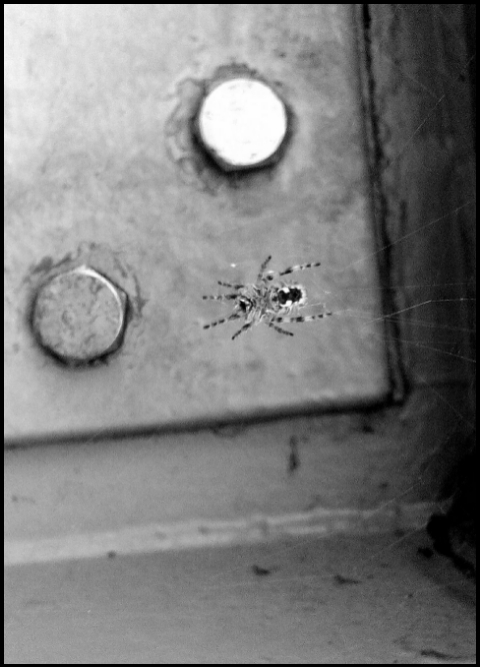 Spinne am Stader Hafen (Foto: urian)