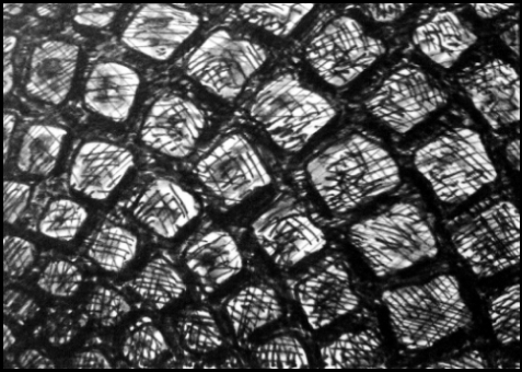 Endphase (Zeichnung: urian)