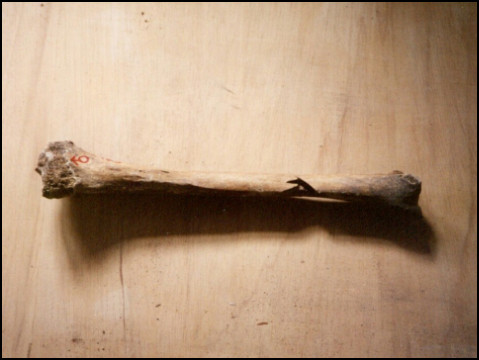 Udonenknochen (Foto: urian)