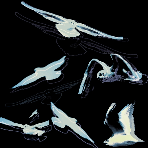 Möwenflug (Bild: urian)