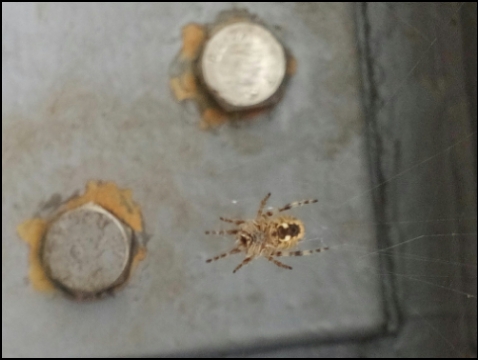 Stade, Hafen (Foto: urian