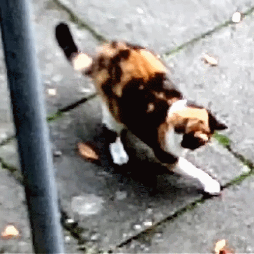 gif11_zeichenkatze