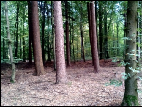 FriedWald Buxtehude-Neukloster (Foto: urian)