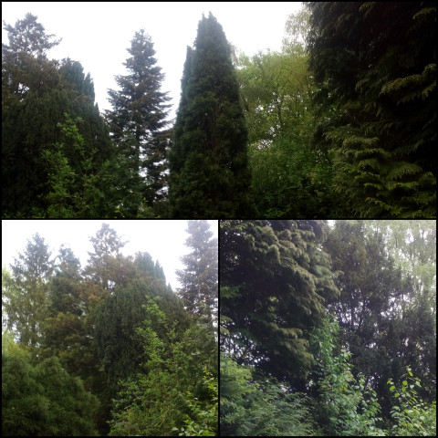 Friedhof Hohenwedel Stade (Foto: urian)