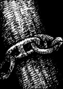 Aus dem Zeichenbuch (Zeichnung: urian)