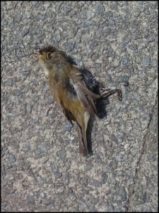 Zivilisationsabfall (Foto: urian)