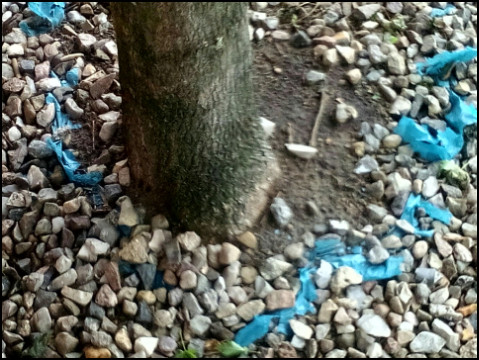 Baumkunde Stade (Foto: urian)