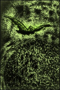 Unter dem Bann (Zeichnung: urian)