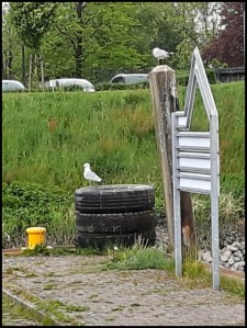 Hafen Stade (Foto: urian)