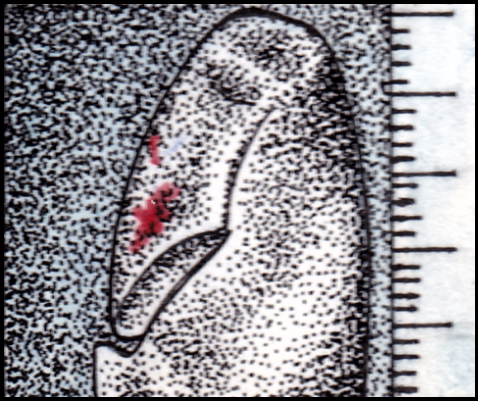 Leroys Kette (Zeichnung: urian)